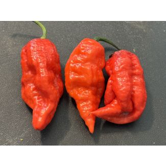 Hot Pepper 'Sugar Rush x Ghost, Red' Seeds