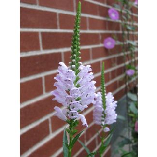 Obedient  Plant