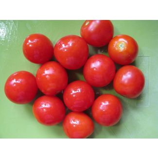 Tomato 'Large Red Cherry' Plant (4" Pot, single)