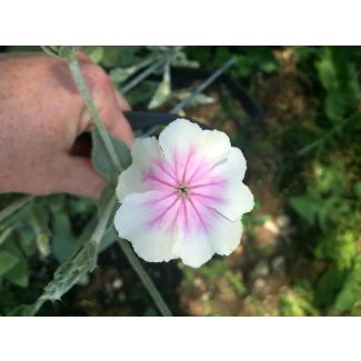 Rose Campion 'Angel's Blush' 