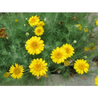 Brittlebush