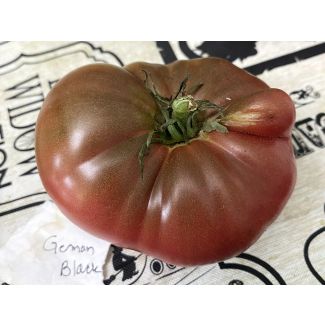 Tomato 'German Black' Plant 