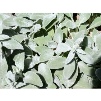 Lamb's Ear 