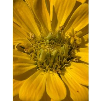 Zinnia 'Magellan Mix' Seeds (Naturally Grown)