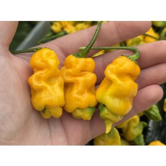 Hot Pepper 'Goronong' Seeds