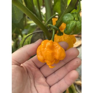 Hot Pepper '7 Pot Yellow' Seeds