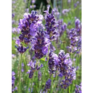 Lavender 'Vera'