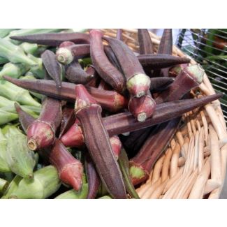 Okra 'Burgundy'