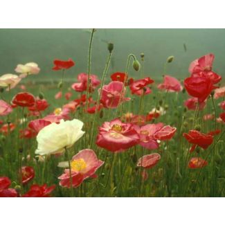 Shirley Poppy 'Double Mixed'