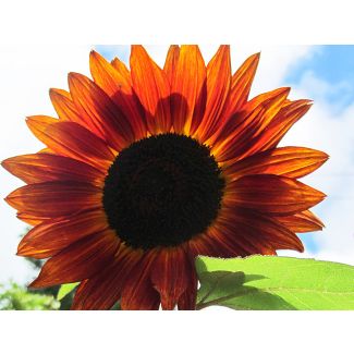 Sunflower 'Velvet Queen'