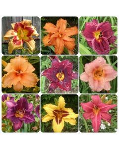 Daylily Mix Seeds