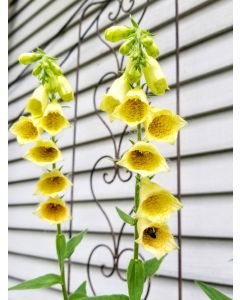 Small Yellow Foxglove