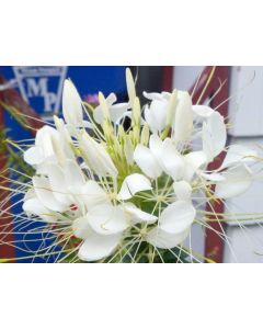 Spider Flower 'White Queen'