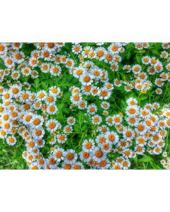 Feverfew