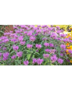 Bee Balm 'Marshall's Delight' 