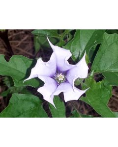 Datura AKA Devil's Trumpet (White w/ Purple Throat)