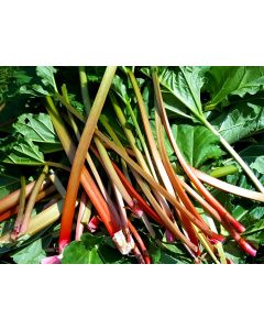 Rhubarb