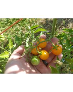 Tomato 'Small Gold Cherry'