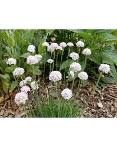 Sea Thrift 'Alba' Seeds (Naturally Grown)