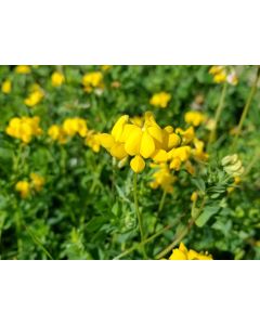Bird's Foot Trefoil 