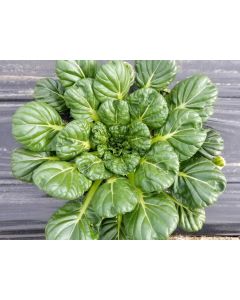 Spoon Mustard 'Tatsoi'