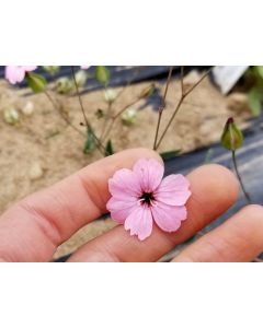 Soapwort AKA Dairy Pink ‘Pink Beauty’