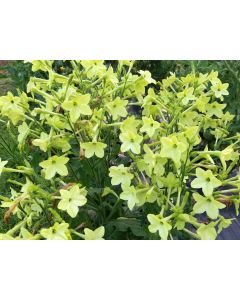 Flowering Tobacco, Lime Green and White Mix