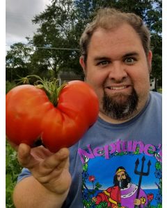 Tomato 'Watermelon'