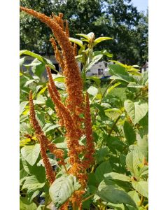 Amaranth 'Hot Biscuits'