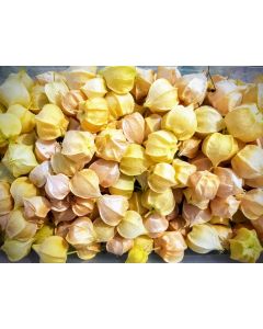 Ground Cherry 'Pineapple' 