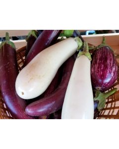 Eggplant ‘Casper’ Seeds (Certified Organic)