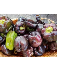 Bell Pepper 'Purple Beauty'