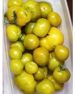 Tomato 'Lime Green Salad' 
