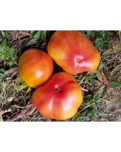 Tomato 'Polish Pastel' 