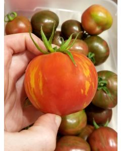 Tomato 'Red Zebra' 