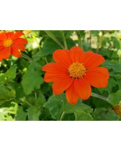Mexican Sunflower 'Orange Torch' 