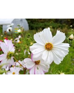 White Cosmos