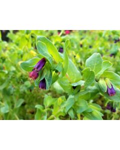 Honeywort AKA Blue Shrimp Plant AKA Blue Wax Flower