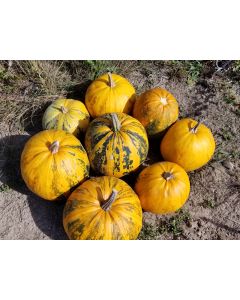Pumpkin 'Kakai' Seeds (Naturally Grown)