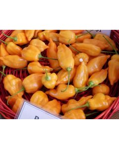 Hot Pepper 'Aji Mango' 