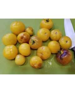 Tomato 'Primary Colors' 