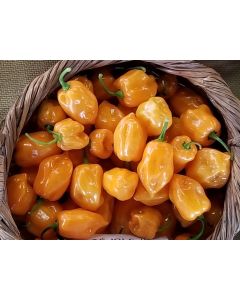 Hot Pepper 'Orange Habanero' 
