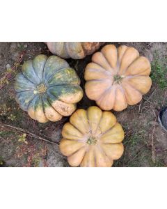 Pumpkin 'Cinderella' Seeds (Naturally Grown) 