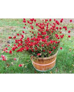 Globe Amaranth ‘Strawberry Fields’