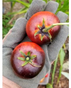 Tomato 'Indigo Apple'