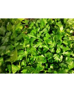Parsley 'Giant of Italy' 