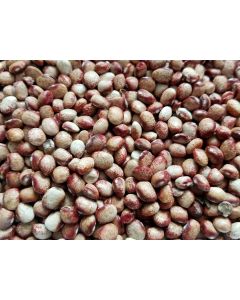 Pole Snap Bean 'Mayflower' 