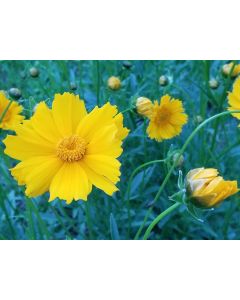 Lance-Leaved Coreopsis