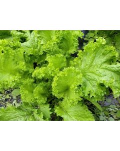 Mustard 'Southern Giant Curled' 