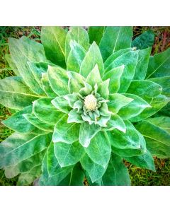 Common Mullein